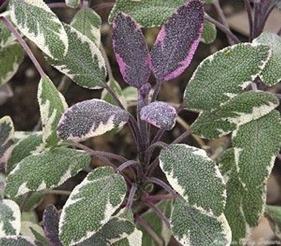 Salvia officinalis 'Tricolor' Tricolor Garden Sage image