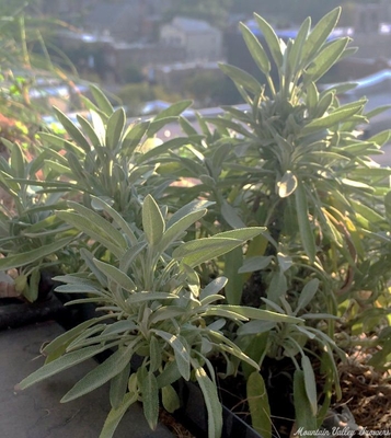 Salvia officinalis 'Window Box' Window Box Garden Sage image