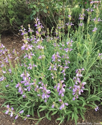 Salvia officinalis 'Window Box' Window Box Garden Sage image