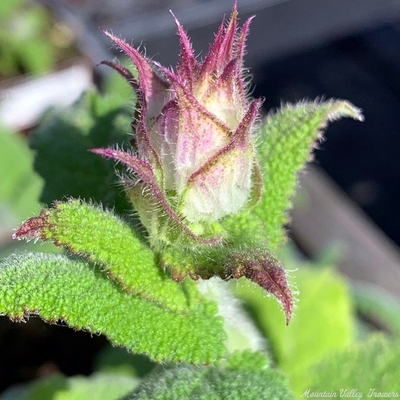 Salvia sclarea Clary Sage image