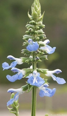 Salvia uliginosa Bog Sage image