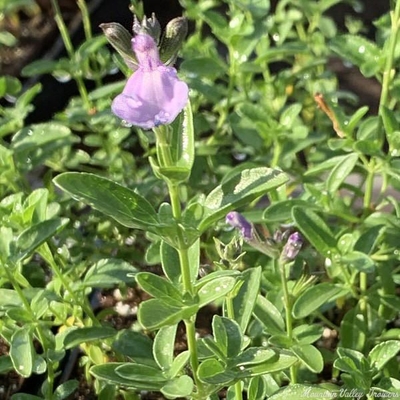 Salvia greggii 'Lavender' Lavender Autumn Sage image