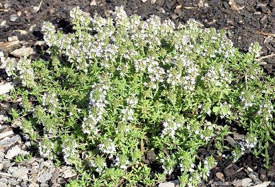 Satureja montana illyrica Creeping Winter Savory image