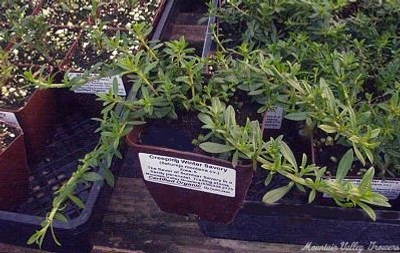 Satureja montana illyrica Creeping Winter Savory image