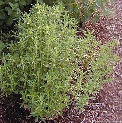 Satureja montana Winter Savory image