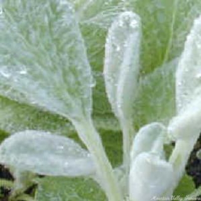 Stachys lanata Lamb's Ear image