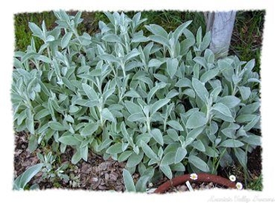 Stachys lanata Lamb's Ear image