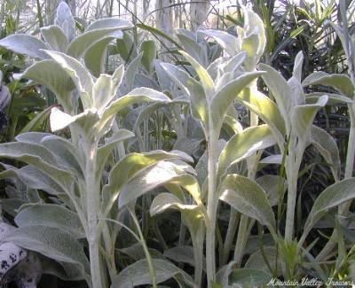 Stachys lanata Lamb's Ear image