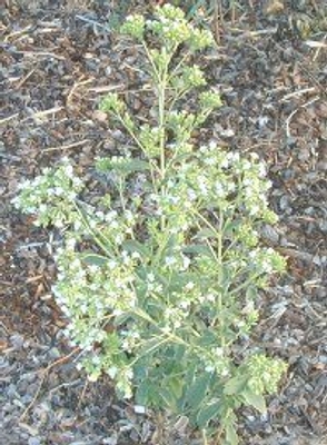 Stevia rebaudiana Stevia image