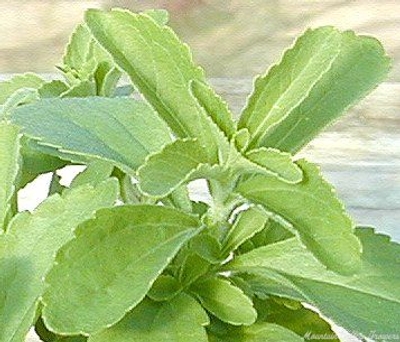 Stevia rebaudiana Stevia image