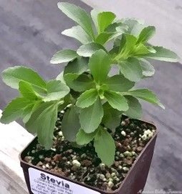 Stevia rebaudiana Stevia image