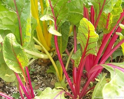 null Red Romaine Lettuce Plug Tray image