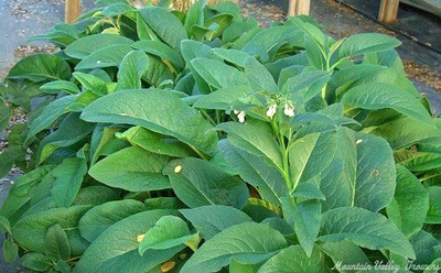 Symphytum x uplandicum Russian Comfrey image