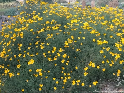 Tagetes lemmonii Tangerine Scented Marigold image