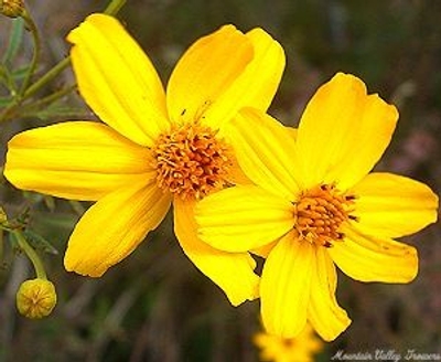 Tagetes lemmonii Tangerine Scented Marigold image