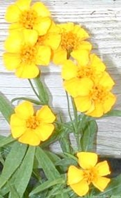Tagetes lucida Spanish Tarragon image