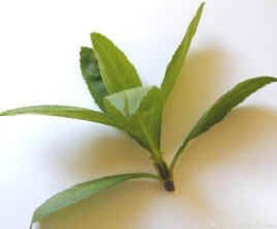 Tagetes lucida Spanish Tarragon image