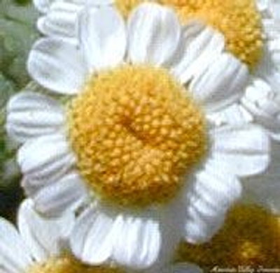 Tanacetum parthenium Feverfew image