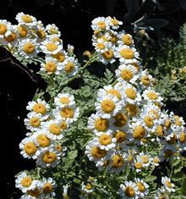 Tanacetum parthenium Feverfew image