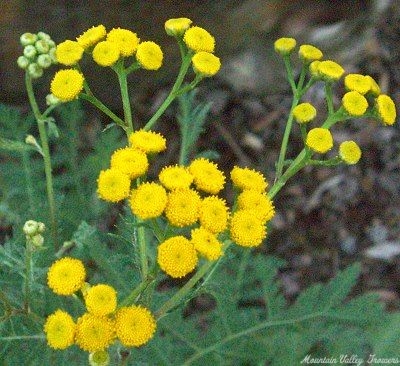 Tanacetum vulgare Tansy image