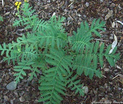 Tanacetum vulgare Tansy image