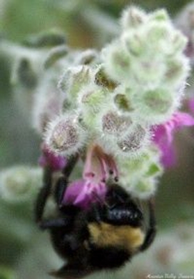 Teucrium chamaedrys Germander image