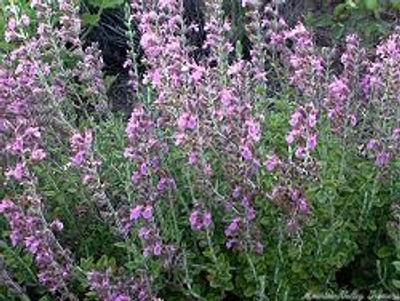 Teucrium chamaedrys Germander image