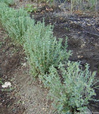 Teucrium chamaedrys Germander image