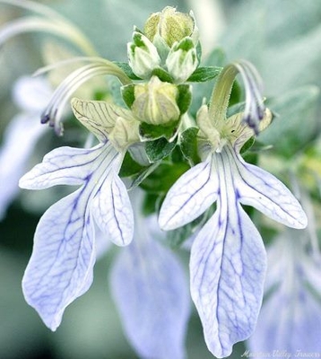 Teucrium fruticans Silver Germander image