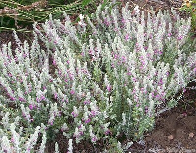 Teucrium maru Cat Thyme image