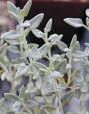 Teucrium maru Cat Thyme image