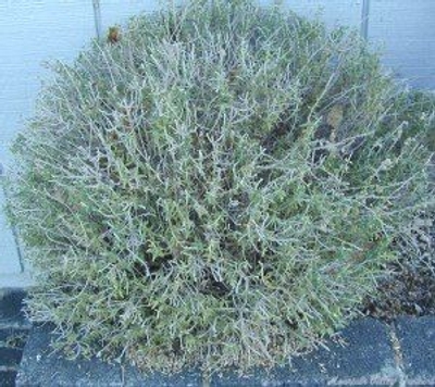 Teucrium maru Cat Thyme image