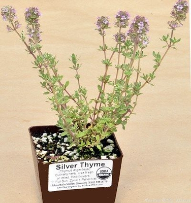 Thymus argenteus Silver Thyme image