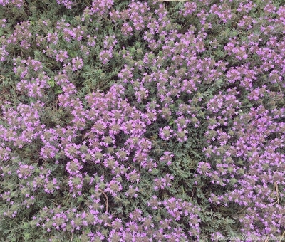 Thymus cherlerioides Silver Needle Thyme image