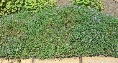 Thymus citriodorus Lemon Thyme image