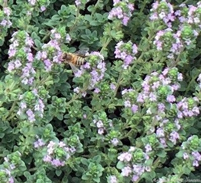 Thymus Doone Valley Thyme image