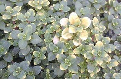 Thymus Doone Valley Thyme image