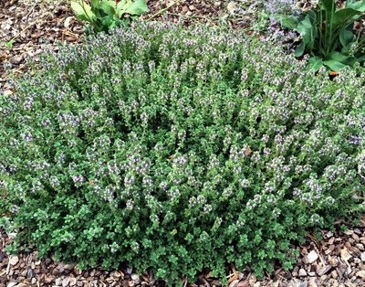 Thymus Doone Valley Thyme image