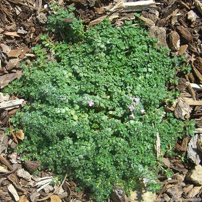 Thymus Elfin Thyme image