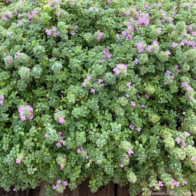 Thymus Elfin Thyme image