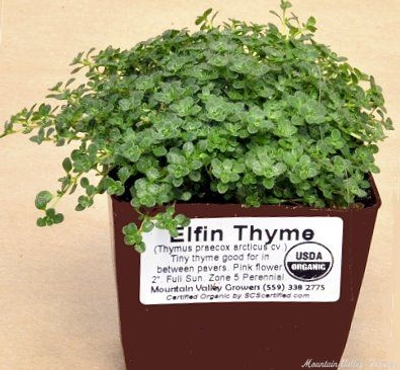 Thymus Elfin Thyme image
