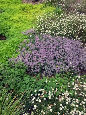 Thymus glabrescens Loveyanus Thyme image