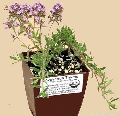 Thymus glabrescens Loveyanus Thyme image