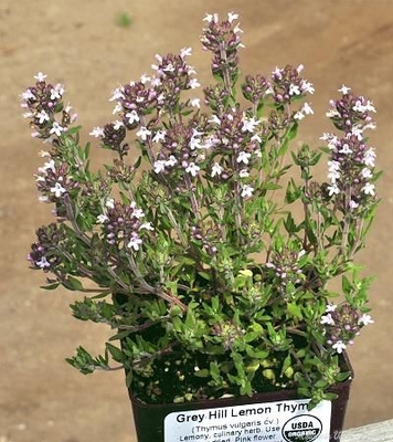 Thymus vulgaris Grey Hill Lemon Thyme image