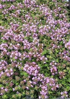 Thymus Hall's Woolly Thyme image