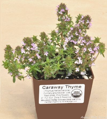 Thymus herba barona Caraway Thyme image