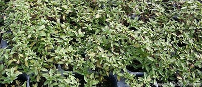 Thymus herba barona Caraway Thyme image