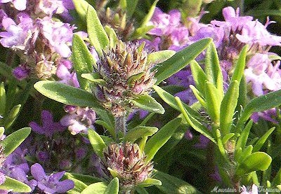 Thymus heretus Heretus Thyme image