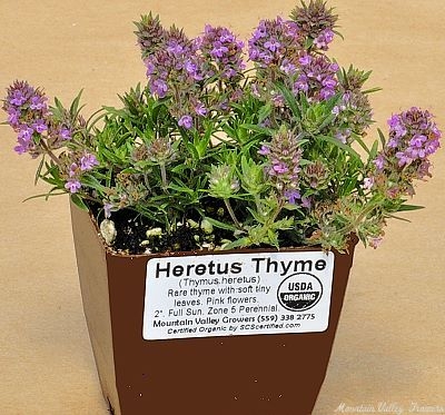 Thymus heretus Heretus Thyme image