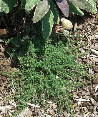 Thymus heretus Heretus Thyme image
